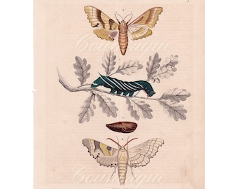 Antique Sphinx Moth Lithograph: Hand-Colored Entomology Print, 1844