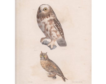Antique Owl Print: 1844 Hand-Colored Lithograph by J.W. Hill