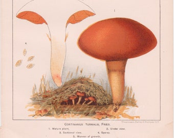 CORTINARIUS TURMALIS, Antique Mushroom Print, Department of Agriculture, USDA, 1892 Disbound Book Plate, Vintage Farmhouse Kitchen Decor