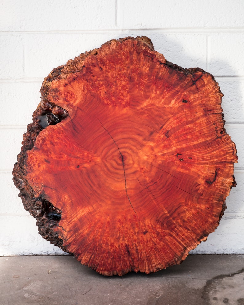 African Sumac Red Live Edge Rustic 20 Table Centerpiece Etsy