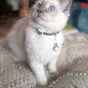 Plush grey velvet cat collar with metal bell 3 sizes