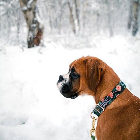 Rose gold hotsell buckle dog collar