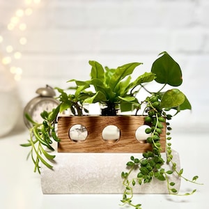 Vermehrungstation für Ableger, Anzucht Regal aus Holz, Propagationsregal, nachhaltige Pflanzenvermehrung, zero waste Reagenzglasregal
