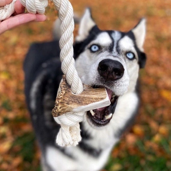 Large Elk Antler Split Rope Toy - All Natural, Grade A, Premium Antler Dog Treats, Organic Dog Chews, Naturally Shed Antlers from USA
