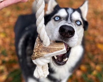Pode incluir: Um cão husky com olhos azuis mastiga um brinquedo de corda branco com um chifre de veado marrom preso. O cão está olhando diretamente para a câmera.