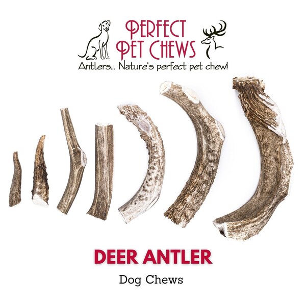 Deer Antler Dog Chews 2 ct- All Natural, Grade A, Premium Antler Dog Treats, Organic Dog Chews, Naturally Shed Antlers from USA