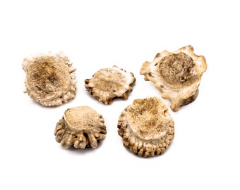 5 ct Small Deer Shed Antler Burrs for Craft