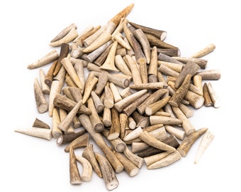 Deer Antler Tips (0.75"-2"): Natural Shed Antler for Crafts & Jewelry