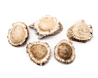 5 ct XLarge Deer Shed Antler Burrs 2"-3" for Craft