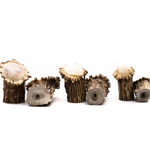May include: Six antler knobs in various sizes and shapes, with a light brown color and a smooth, polished finish. The knobs have a hole in the bottom for attaching to furniture.