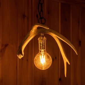 Single Antler Hanging Pendant Light - All Natural Shed Antler Lighting by Crooked Creek Antler Art