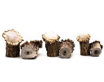 Polished Deer Antler Burr Cabinet Knob: Rustic Drawer Handle