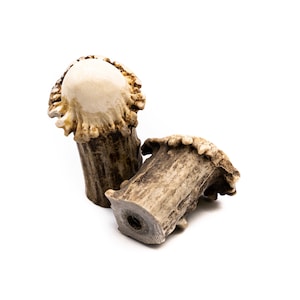 May include: Two antler drawer pulls with a light brown color and a rough texture. The top of each pull is a light beige color and has a unique shape.