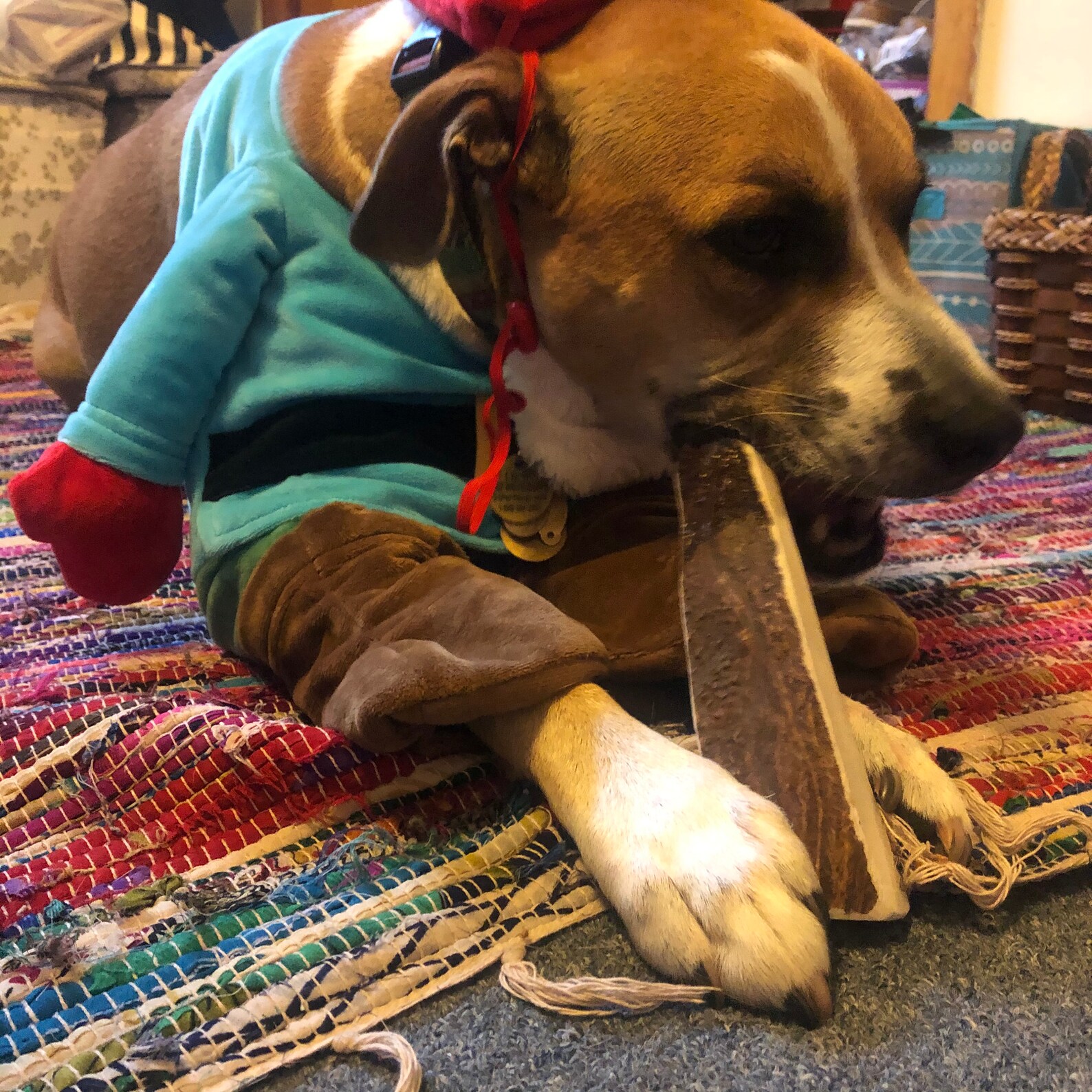 Moose Antler Dog Chew All Natural Grade A Premium Antler Etsy