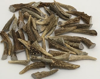 50 ct Deer Antler Brow Tines 2-4" (#1 & #2 antler for craft)