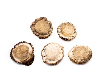 5 ct Medium Deer Shed Antler Burrs