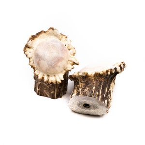 May include: Two antler knobs with a natural brown and white finish. The knobs have a smooth, rounded top and a textured base.