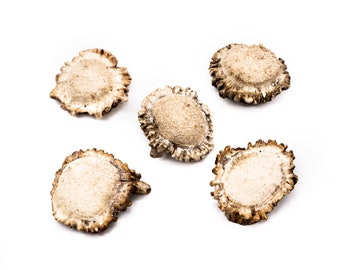5 ct Large Deer Shed Antler Burrs 1 1/2"-2" for Craft