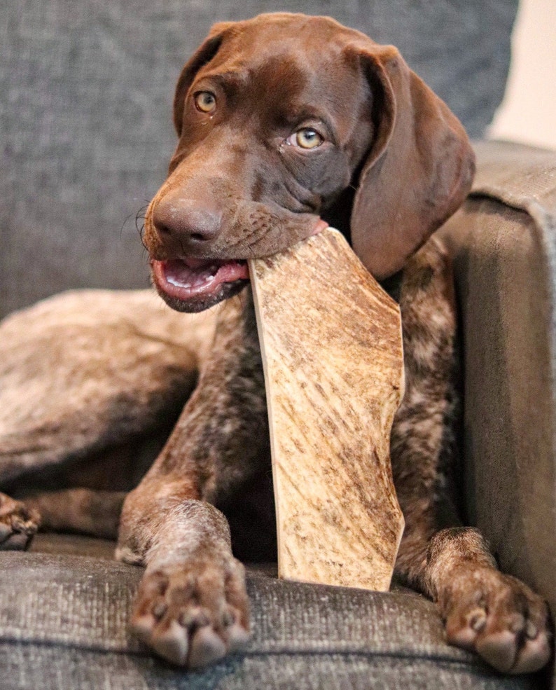 Moose Antler Dog Chew All Natural Grade A Premium Antler Etsy