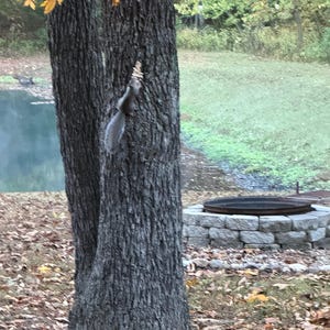 May include: A gray squirrel clinging to the rough bark of a tree trunk. The tree is surrounded by fallen leaves and autumn foliage. A fire pit is visible in the background.