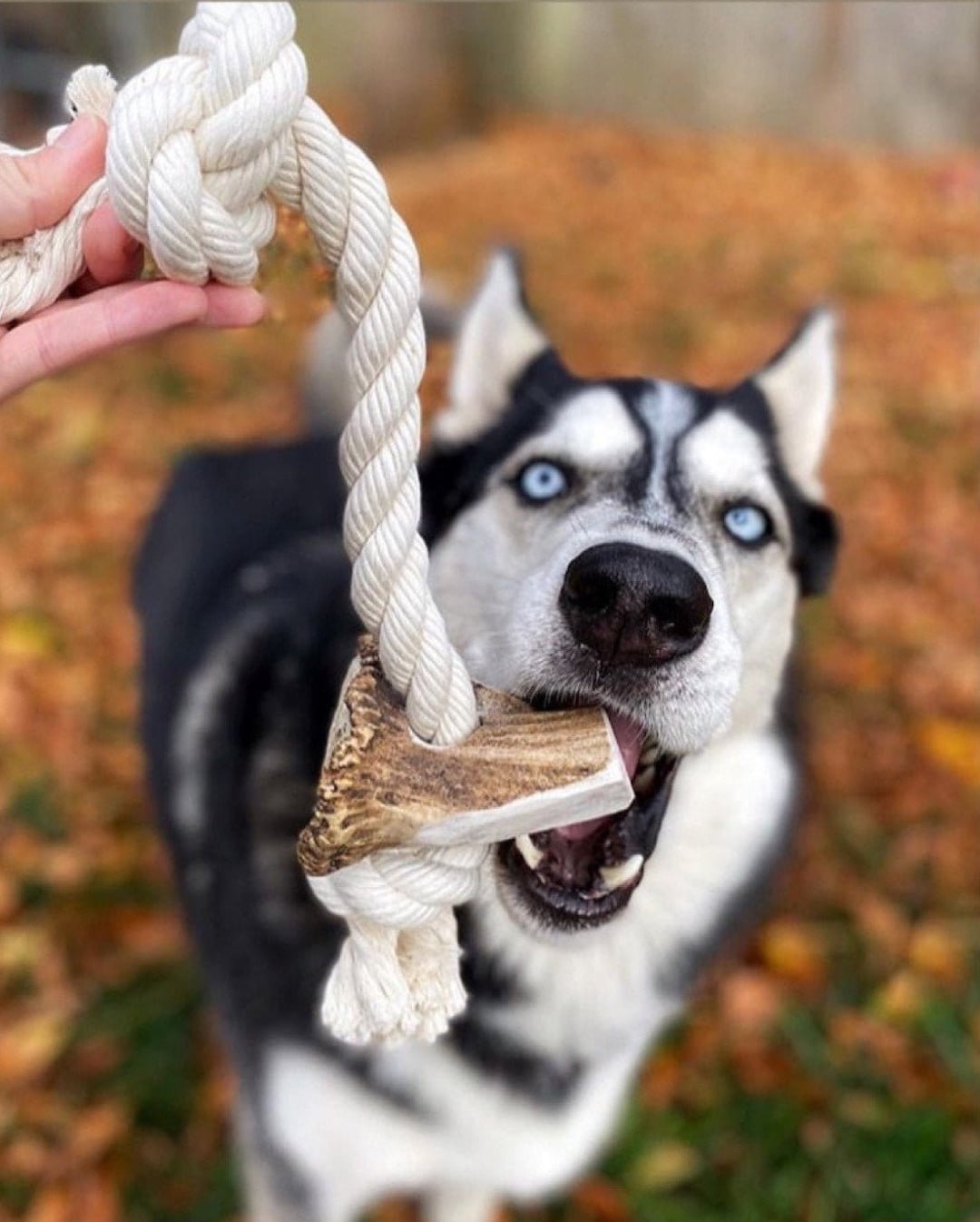 Large Elk Antler Split Rope Toy - All Natural, Grade A, Premium Antler ...