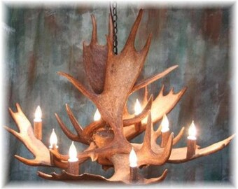 May include: A rustic chandelier made from a large moose antler with eight light bulbs. The antler is a natural brown color and the chandelier has a rustic, natural look.
