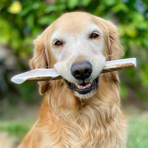 Split Elk Antler Dog Chew (3 Count): Natural Long Lasting B/C Grade