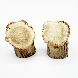 May include: Two brown antler bases with a light brown, rough, textured surface. The tops of the bases are smooth and white.