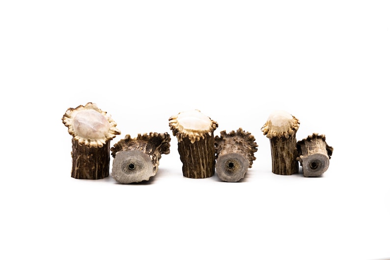 Polished Deer Antler Burr Cabinet Knob: Rustic Drawer Handle image 1