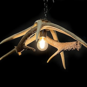 2 Antler Pendant Light - Real Whitetail Shed Antler Pendant Light by Crooked Creek Antler Art