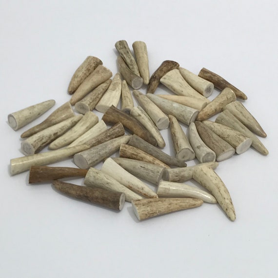 Six 2/"-3/" Elk And Deer Antler Tips-Crafts Jewelry-Free Shipping!