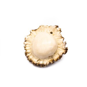 May include: A close-up of a light brown deer antler with a smooth, white centre. The antler has a rough, textured outer edge.
