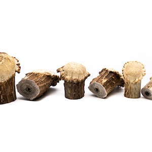Natural Deer Antler Burr Cabinet Knob - Antler Cabinet Knobs - Antler Knobs - Antler Drawer Handles - Antler Knobs