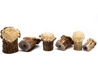 Natural Deer Antler Burr Cabinet Knob - Rustic Drawer Pull