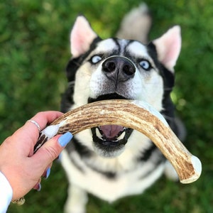 Mega Deer Antler Dog Chews - All Natural, Grade A, Premium Antler Dog Treats, Organic Dog Chews, Naturally Shed Antlers from USA