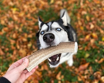 Elk Antler Dog Chew - All Natural, Grade A, Premium Antler Dog Treats, Organic Dog Chews, Naturally Shed Antlers from USA