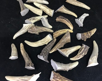 25 Deer Antler Brow Tines: Craft Supply (0.75-2 inch)