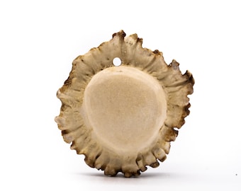 Large Antler Burr Pendant