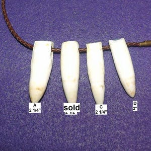 Alligator teeth necklace with braided cord, size of your choice.