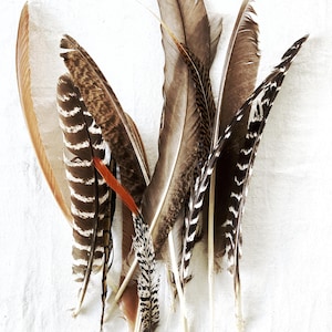 May include: A collection of assorted bird feathers in various shades of brown, tan, and cream. The feathers feature diverse patterns including dark brown horizontal stripes, speckled markings, and solid light brown tones with a single orange quill.