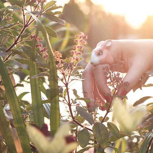 May, Rabbit Ring , Animal ring