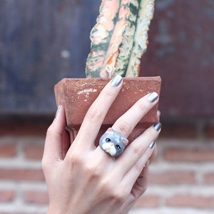 Jumpa , Grey Persian Cat Ring
