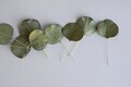PAPER LEAVES, leaves, , DIY wedding supplies gift, handmade leaves: 50 pieces of orbicular leaves, Handmade. 3x3 cm. dark green color. product logo