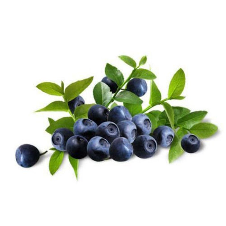 Bilberry Fruit Powdered Extract 4oz Etsy