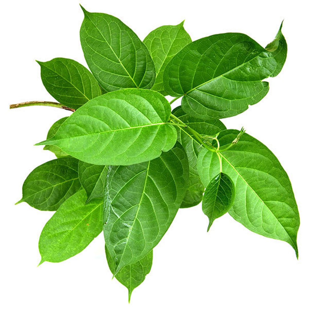 Gymnema Sylvestre Powder 4oz Etsy