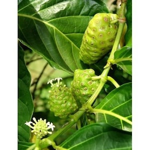 Noni Fruit Powder 4oz