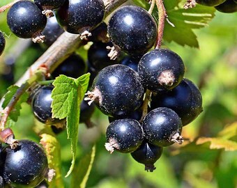 Black Currant Fruit Extract 4oz Powder