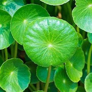 Gotu Kola Powder 4oz