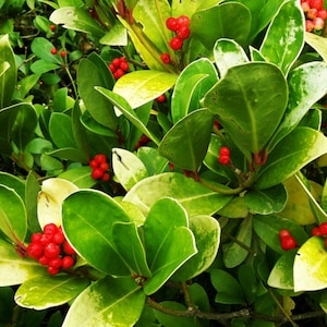 Wintergreen Raw Leaf 7.5oz