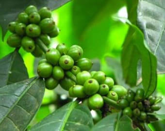 Green Coffee Bean Extract 4oz
